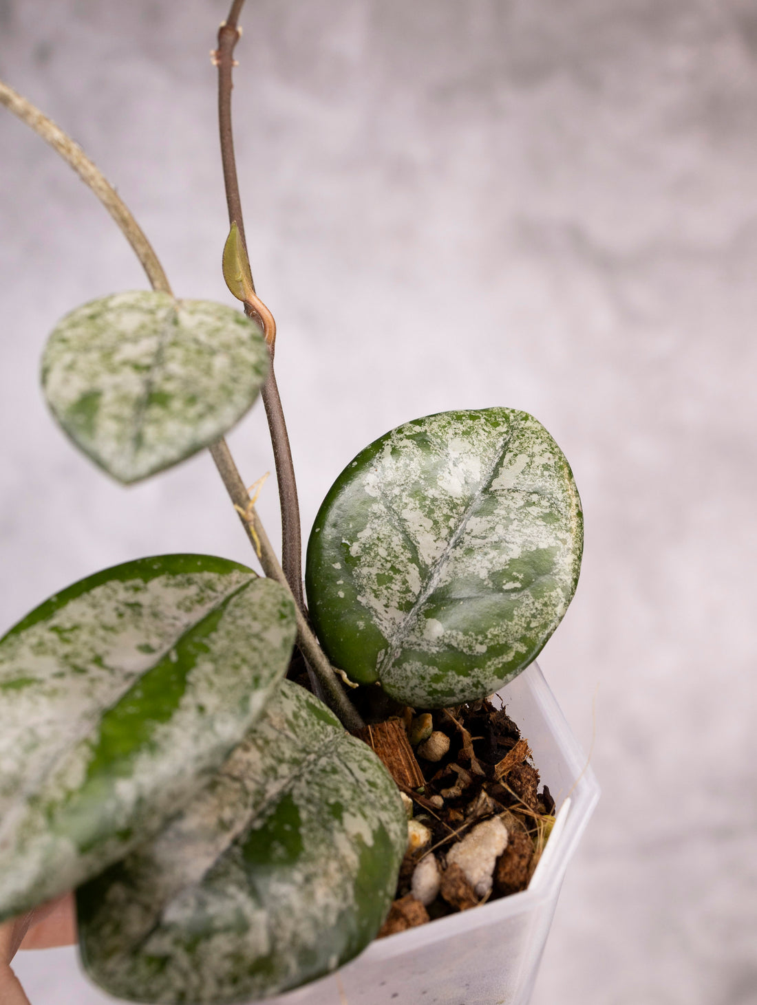 Hoya Carnosa Wilbur Graves