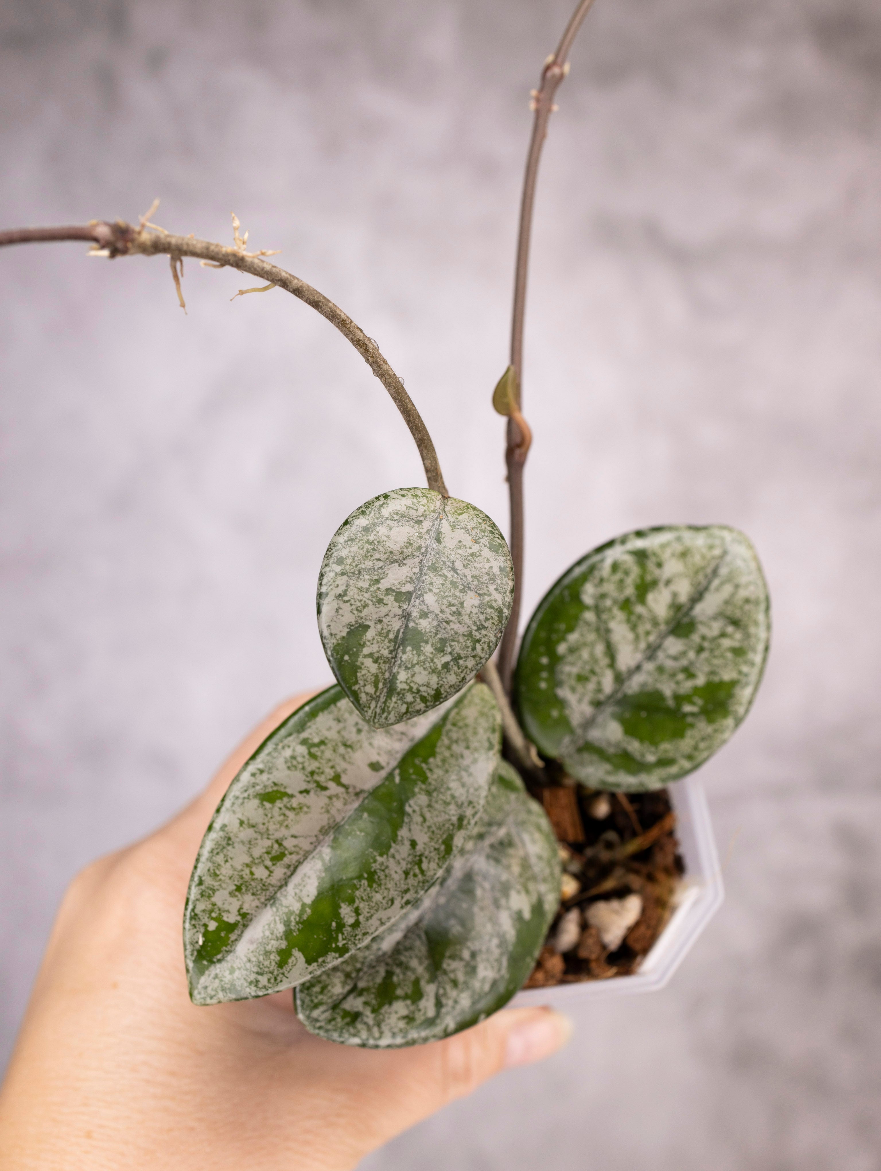 Hoya Carnosa Wilbur Graves