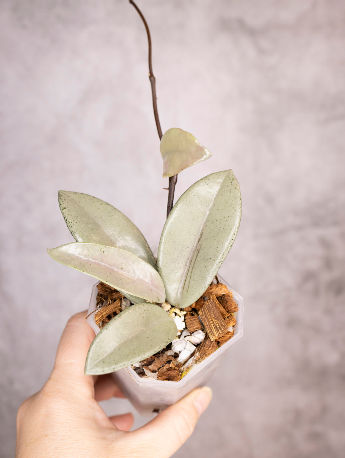 Hoya Carnosa Wilbur Graves Silver