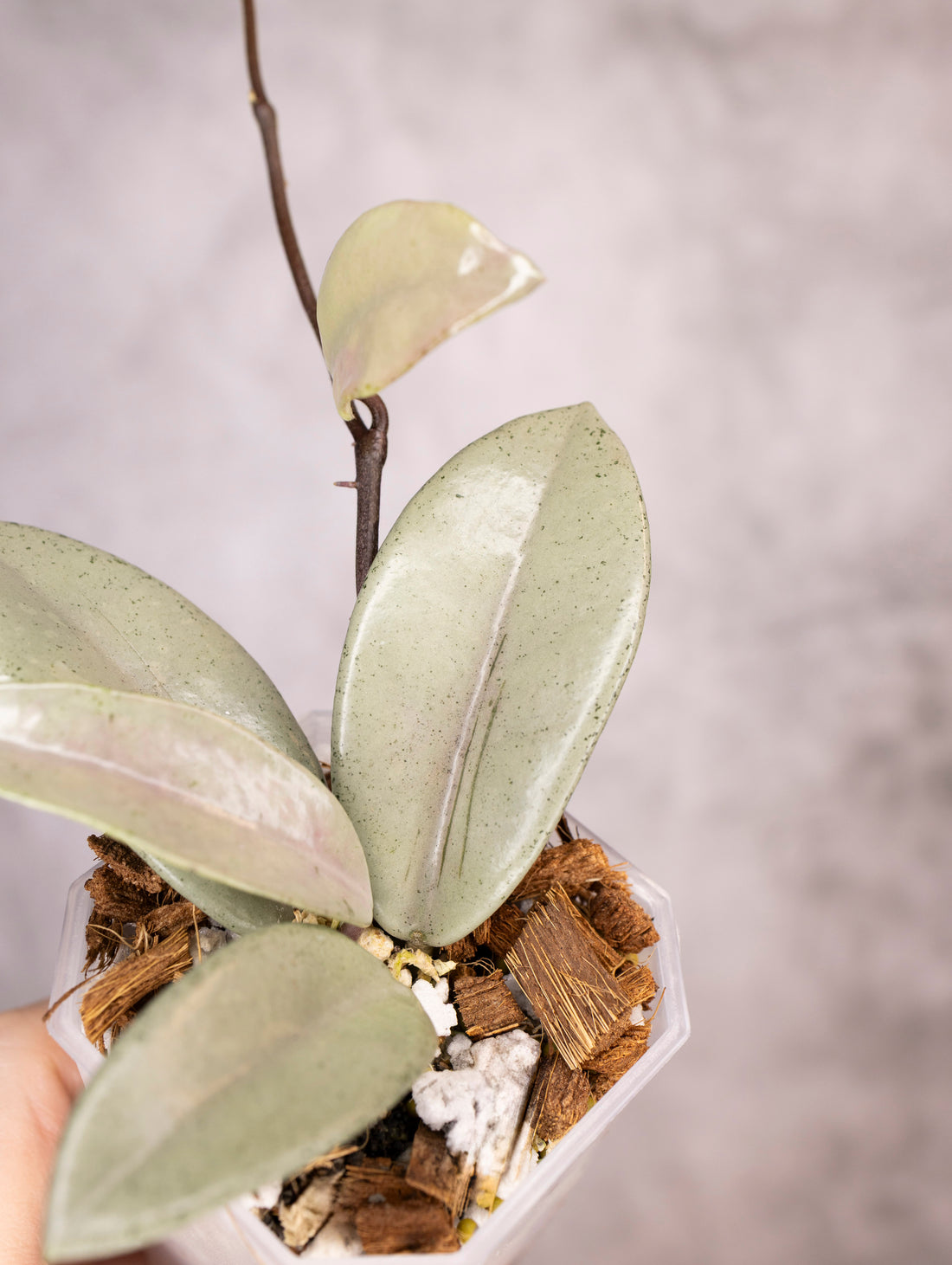 Hoya Carnosa Wilbur Graves Silver