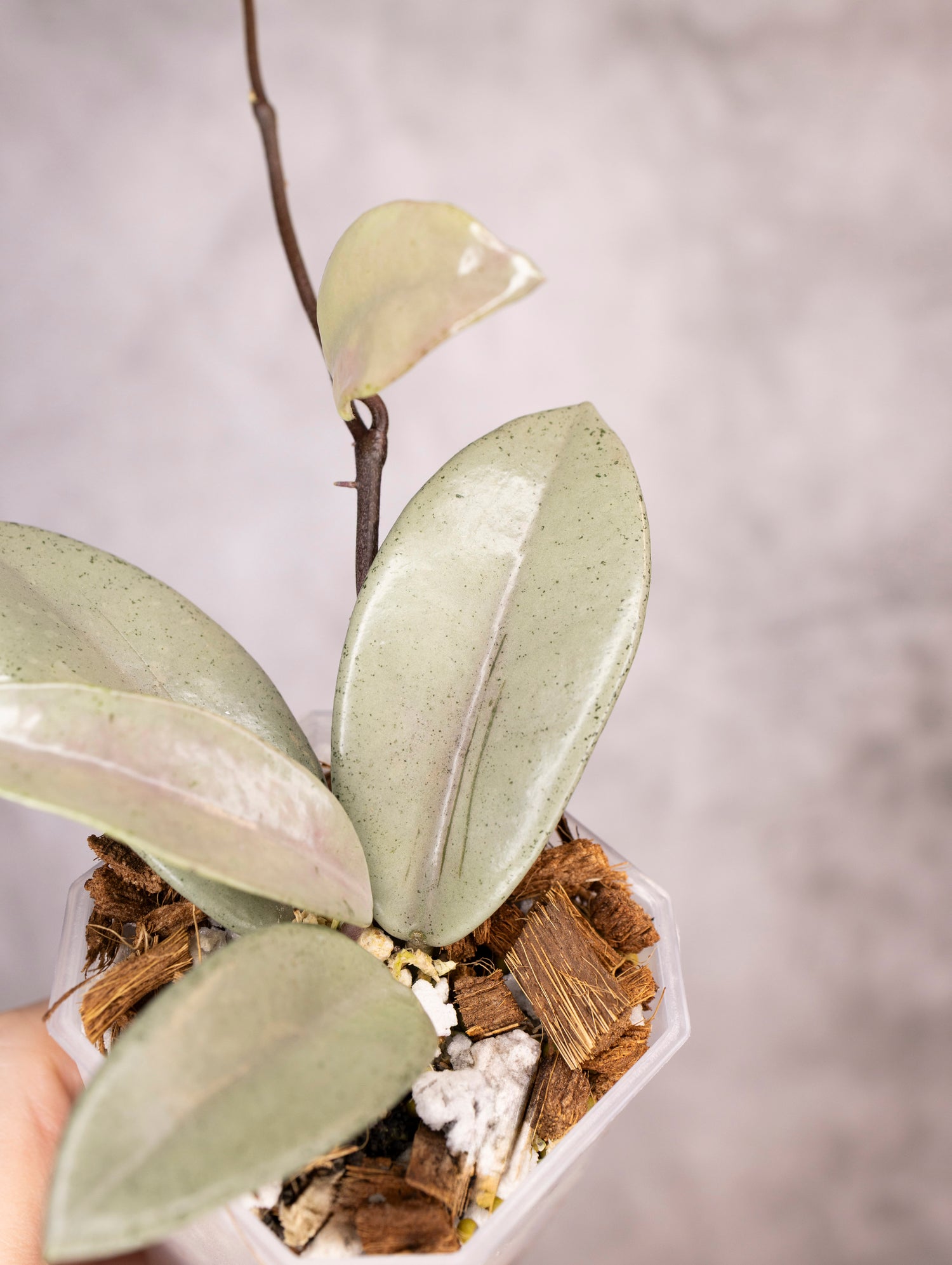 Hoya Carnosa Wilbur Graves Silver