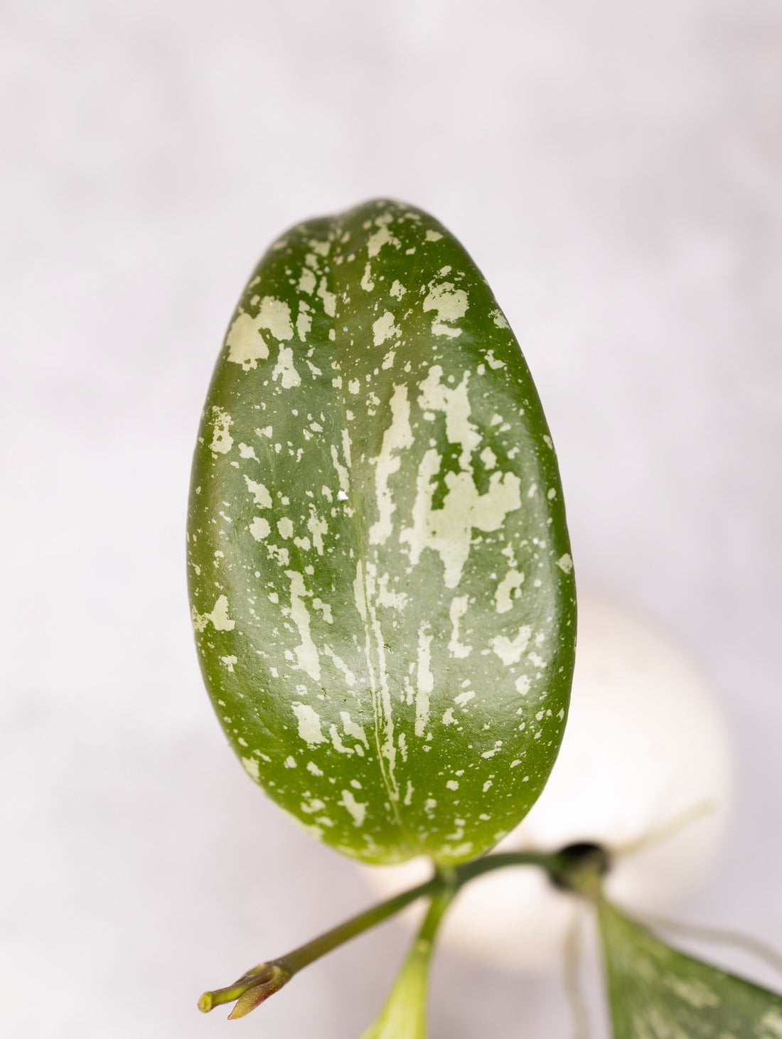 Hoya YH001 (collina x anulata)