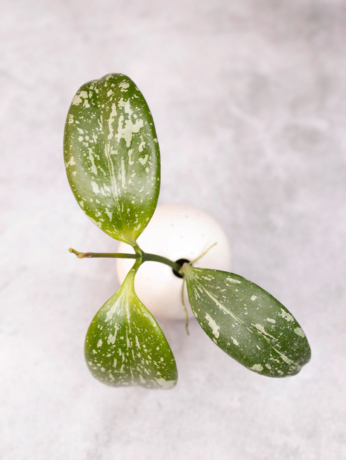 Hoya YH001 (collina x anulata)
