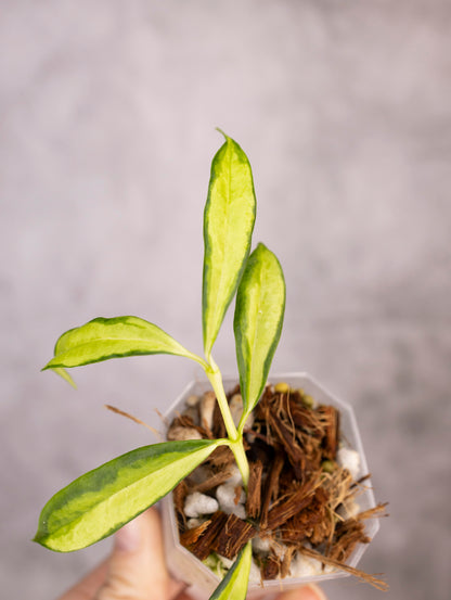 Hoya Yingjiangensis Variegated