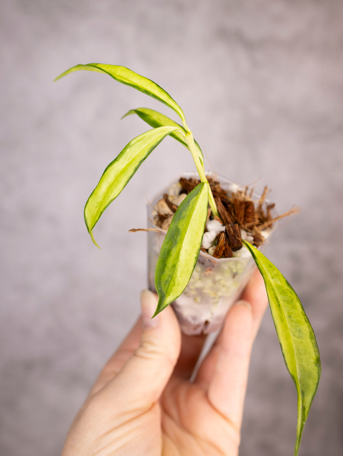 Hoya Yingjiangensis Variegated