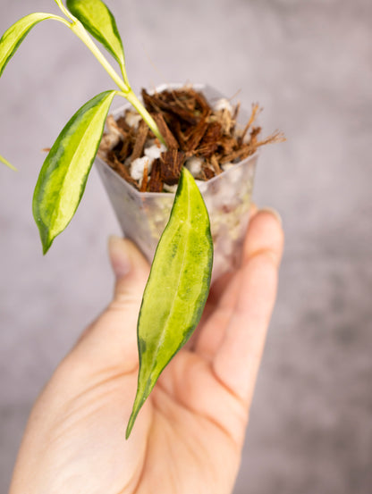 Hoya Yingjiangensis Variegated