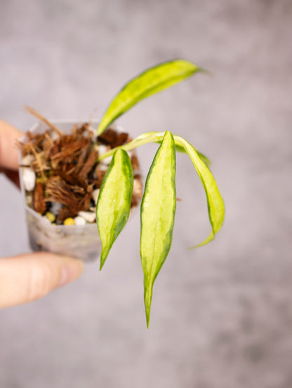 Hoya Yingjiangensis Variegated