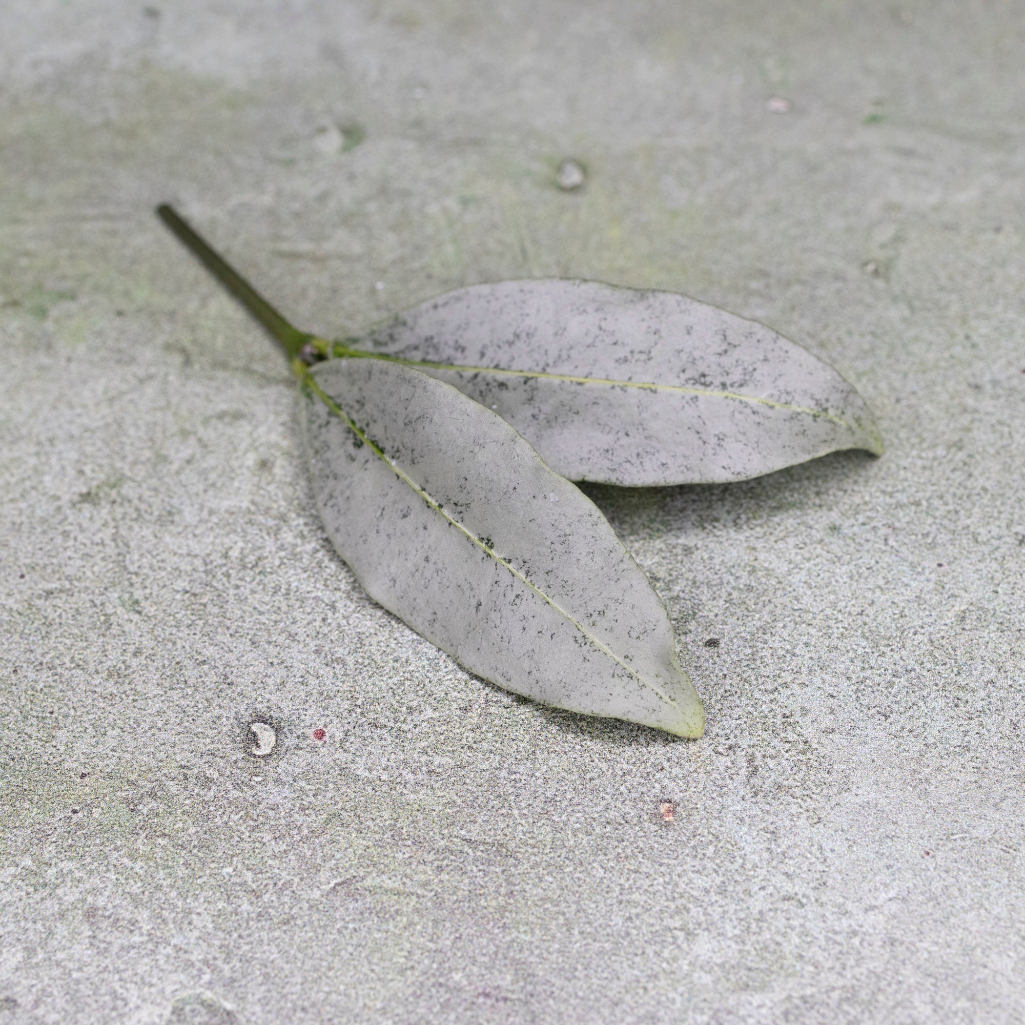 Hoya Amicabilis Silver