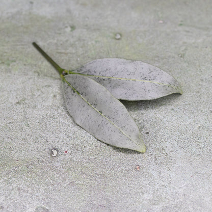 Hoya Amicabilis Silver