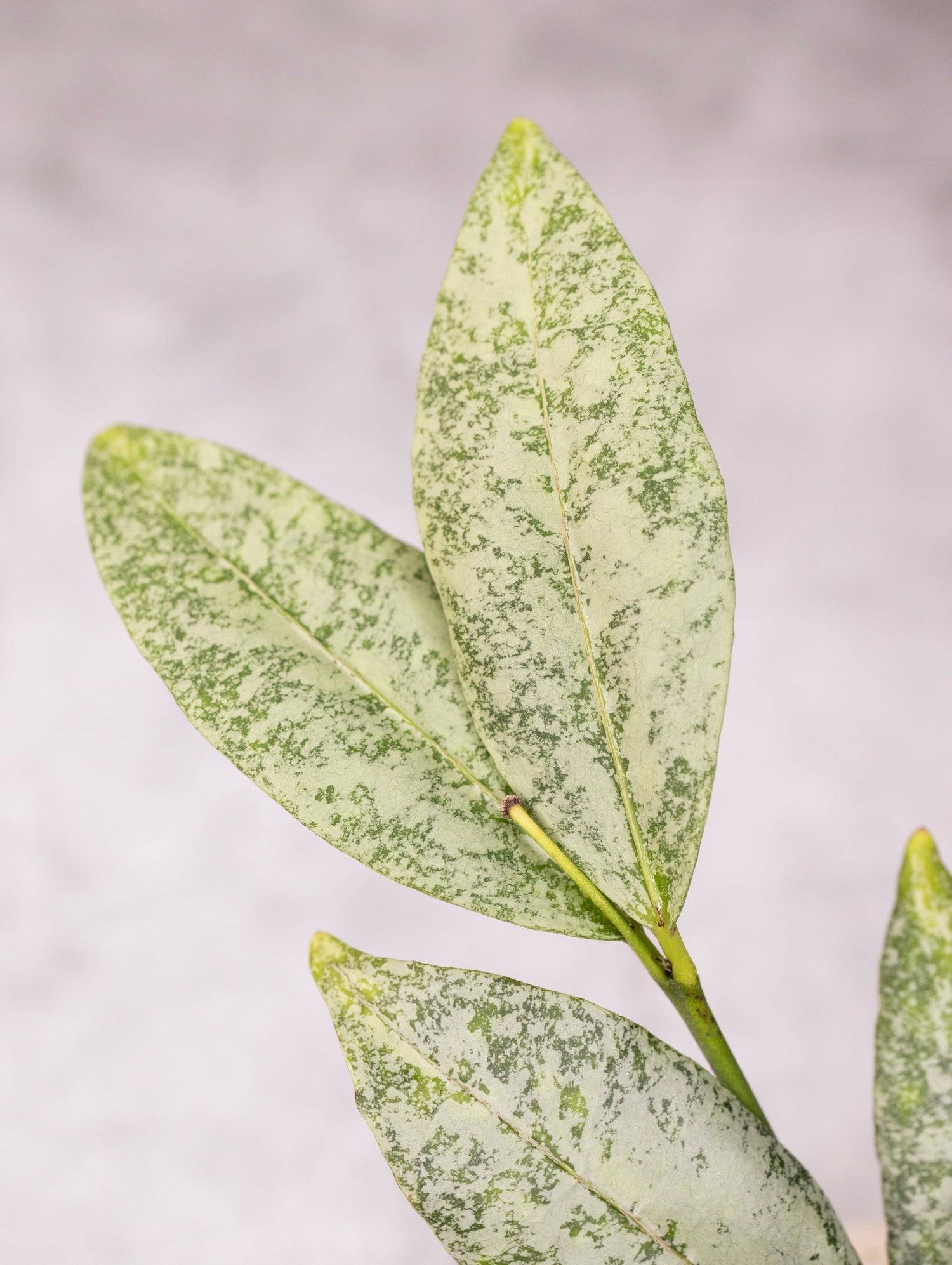 Close-up of green leaves with a speckled pattern on a light gray background