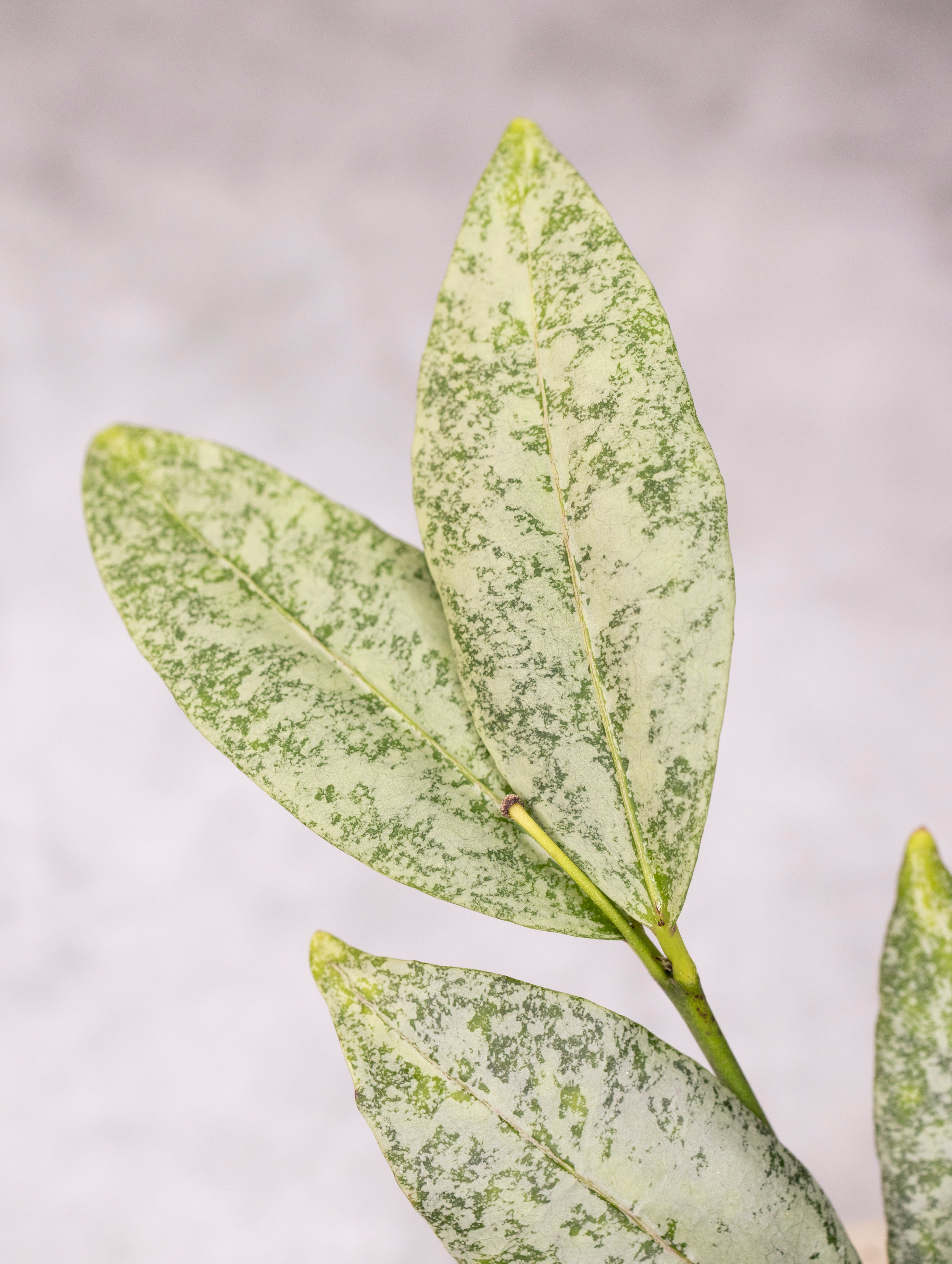 Close-up of green leaves with a speckled pattern on a light gray background