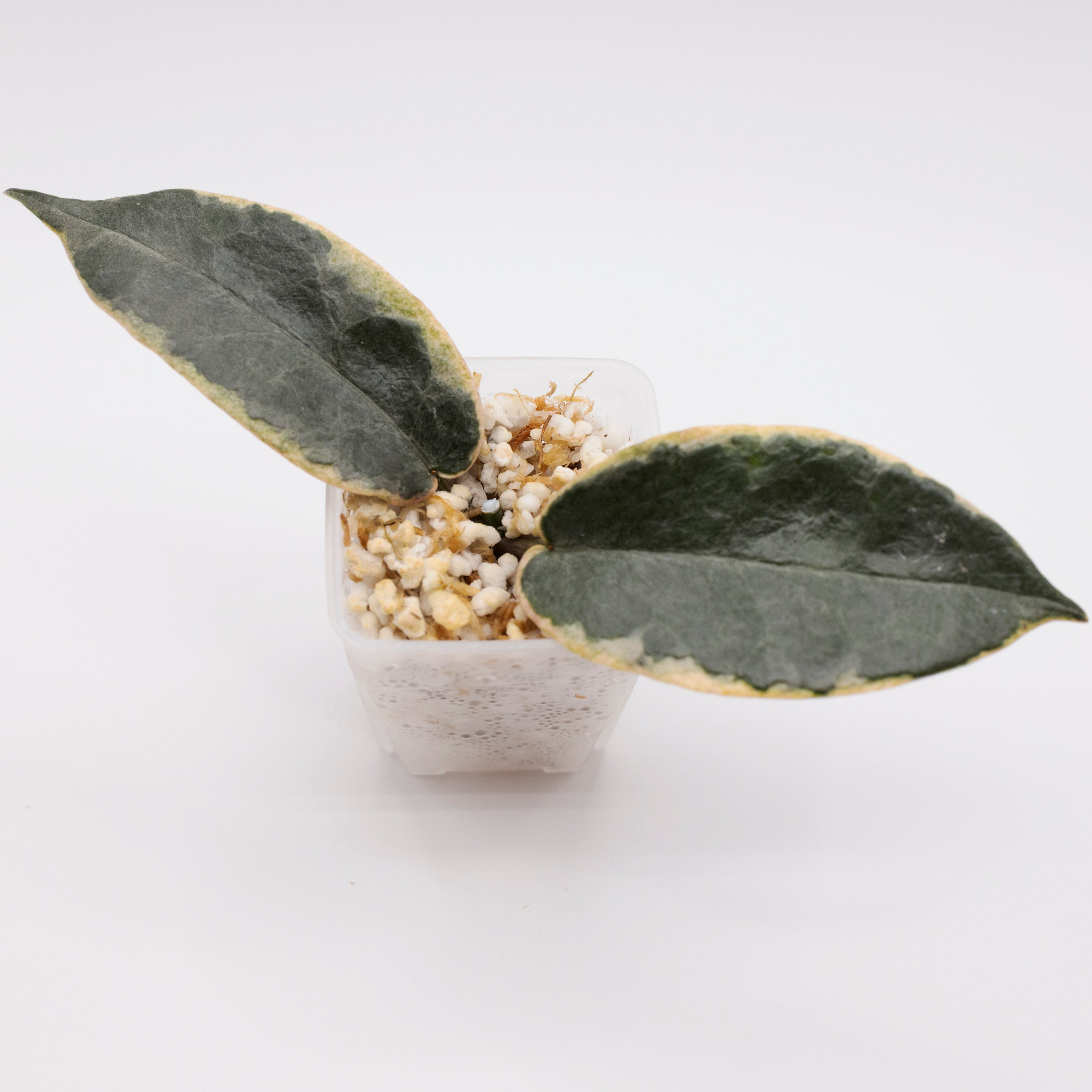 Hoya Archiboldiana Albomarginata