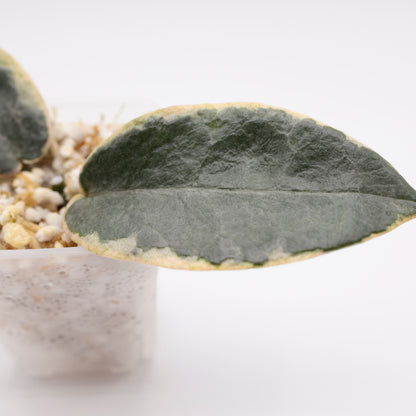 Hoya Archiboldiana Albomarginata