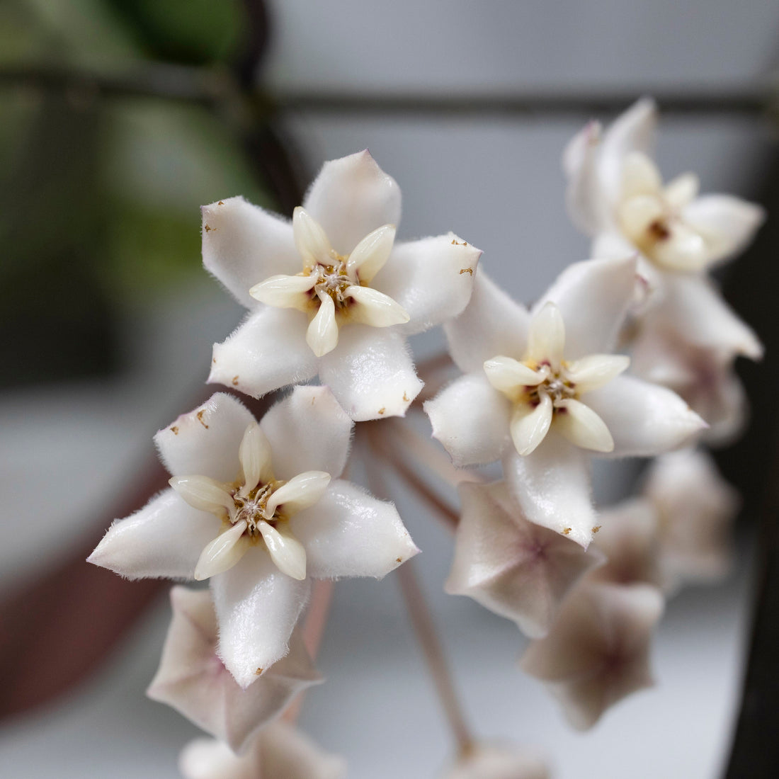 Hoya australis x Hoya elliptica