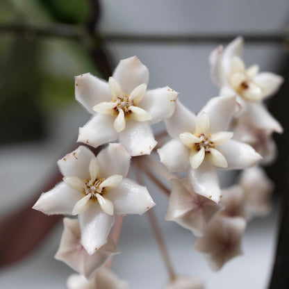 Hoya australis x Hoya elliptica