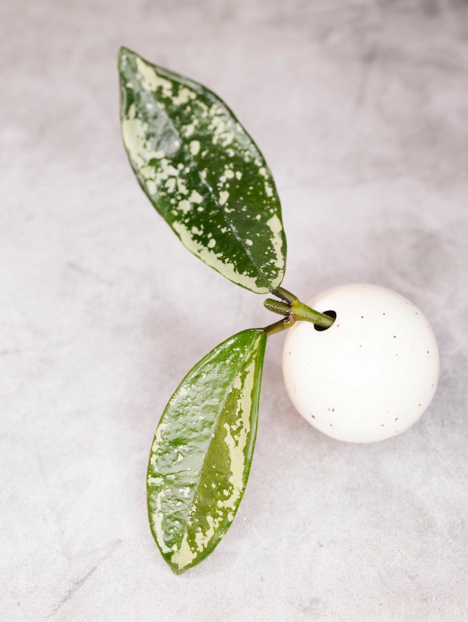 Hoya Carnosa AH-074