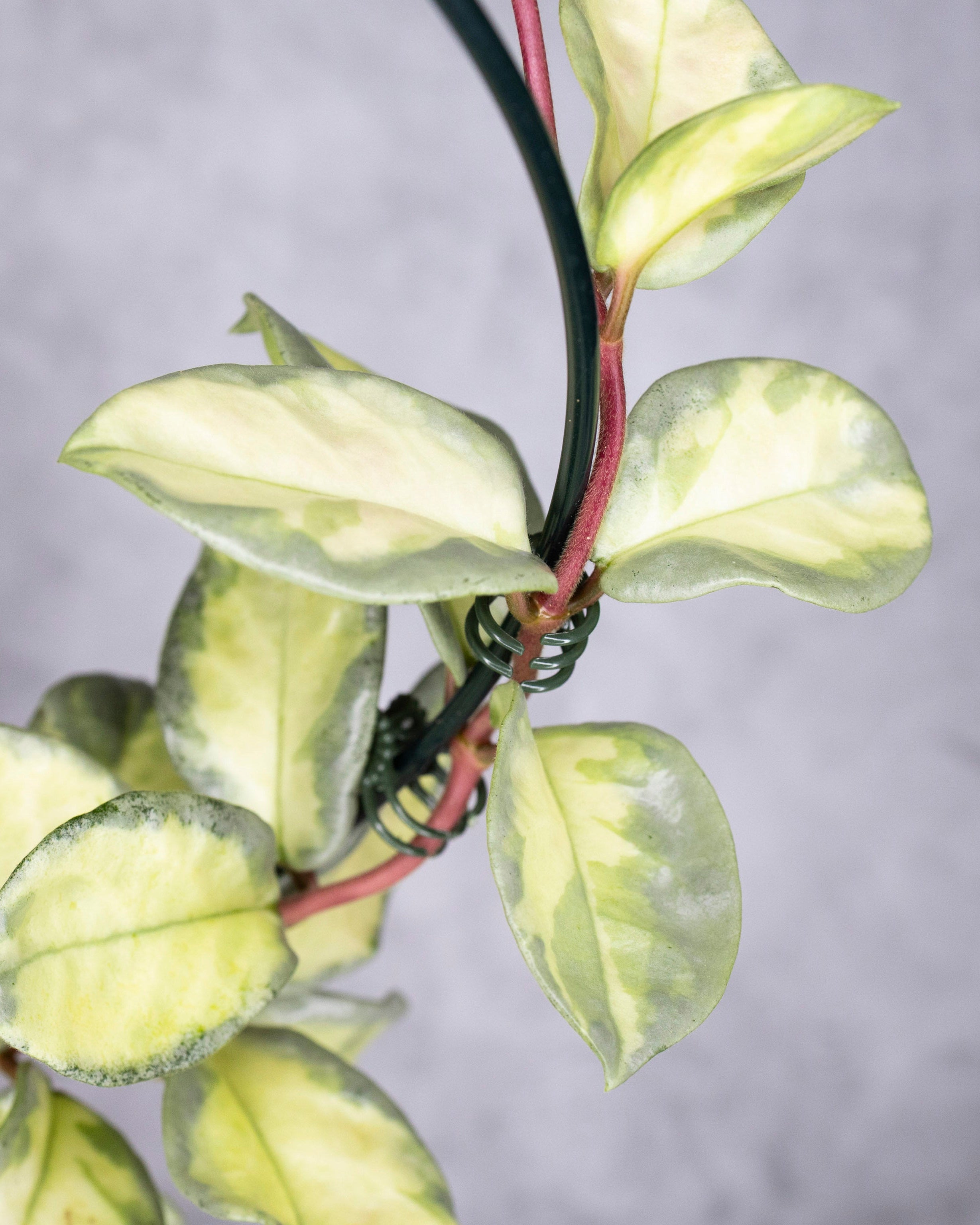 Close-up of a plant with green and yellow leaves on a gray background