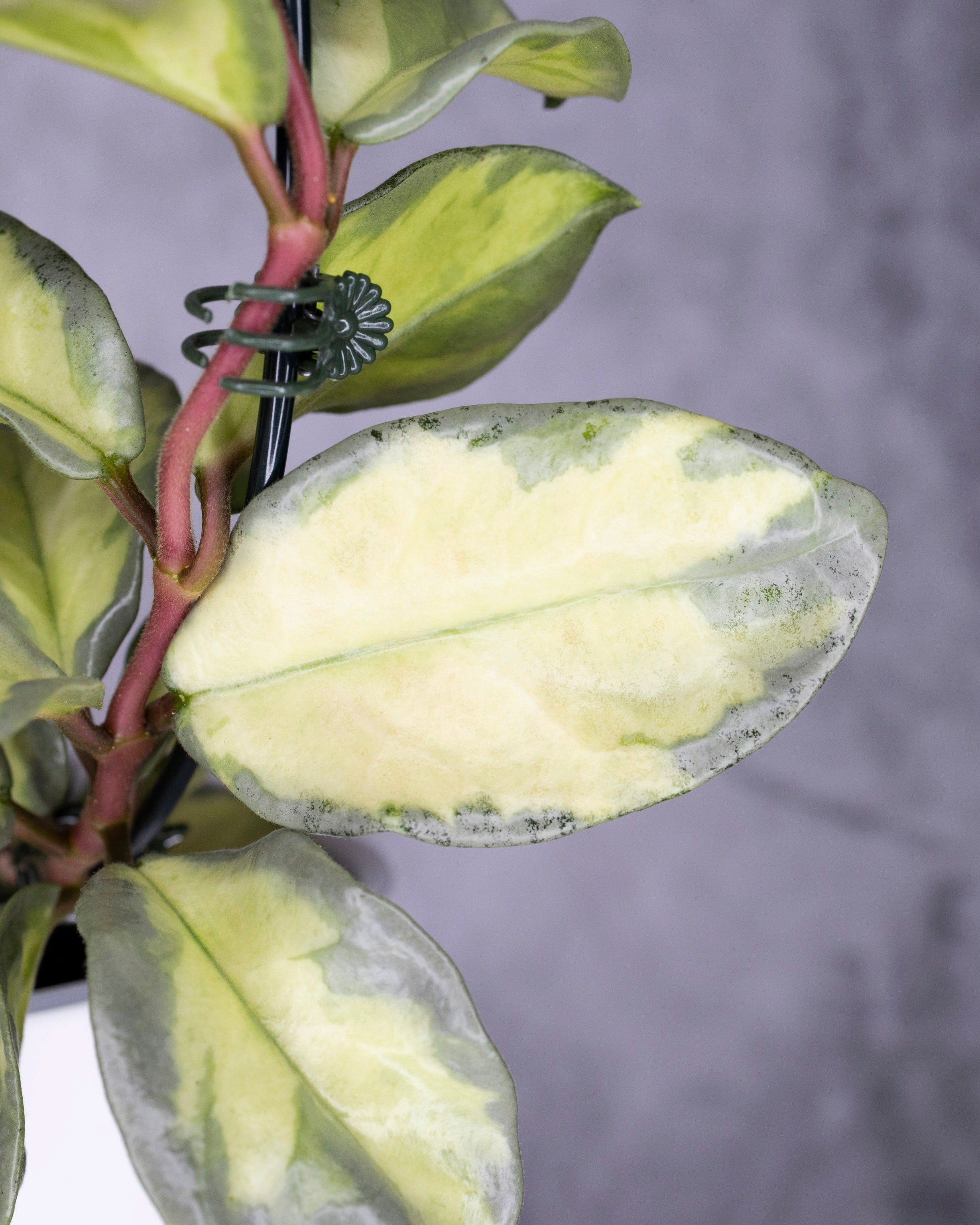 Hoya carnosa &