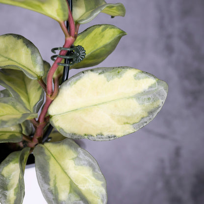 Hoya carnosa Argentea Princess