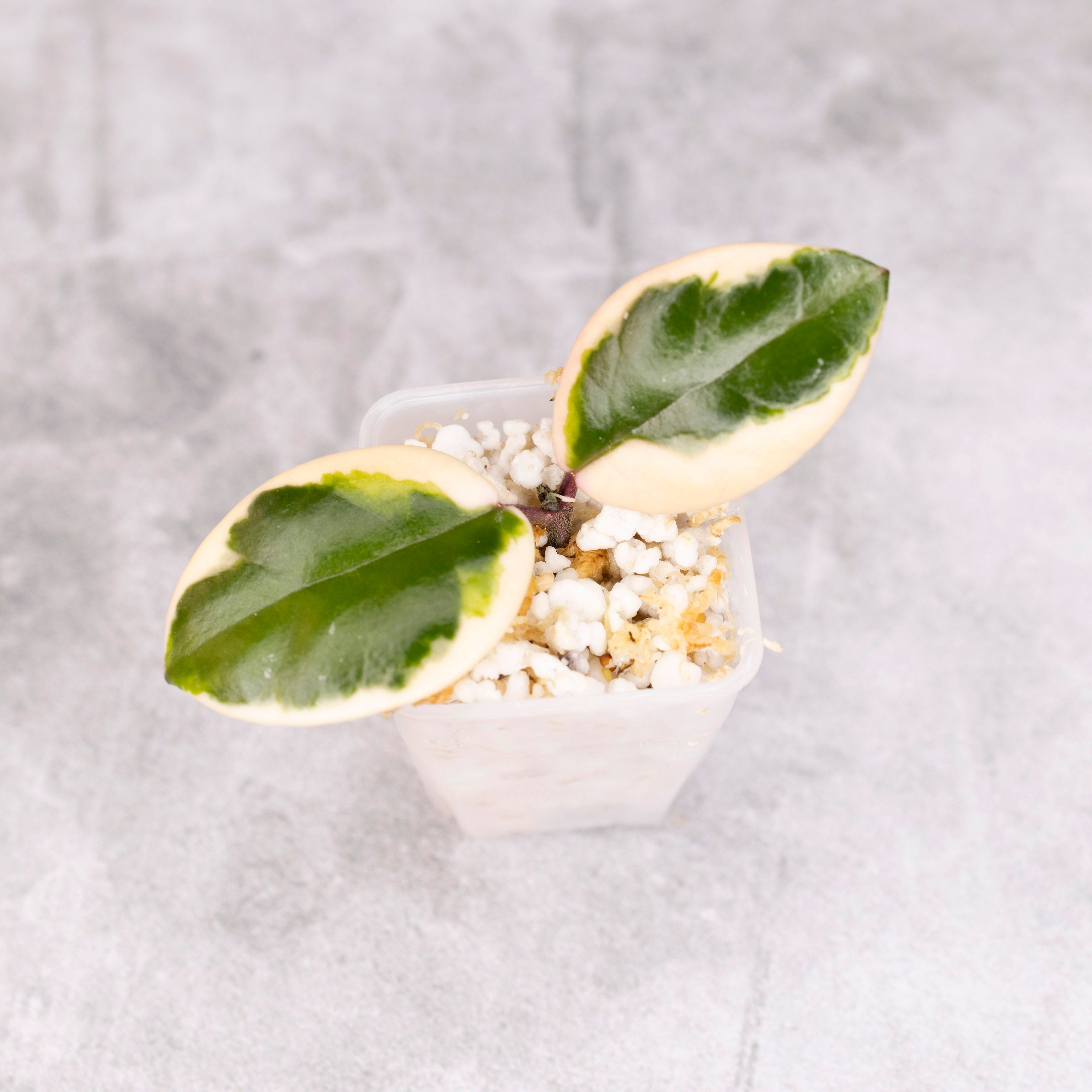 Hoya Carnosa Flamingo Dream
