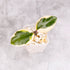 Hoya Carnosa Flamingo Dream