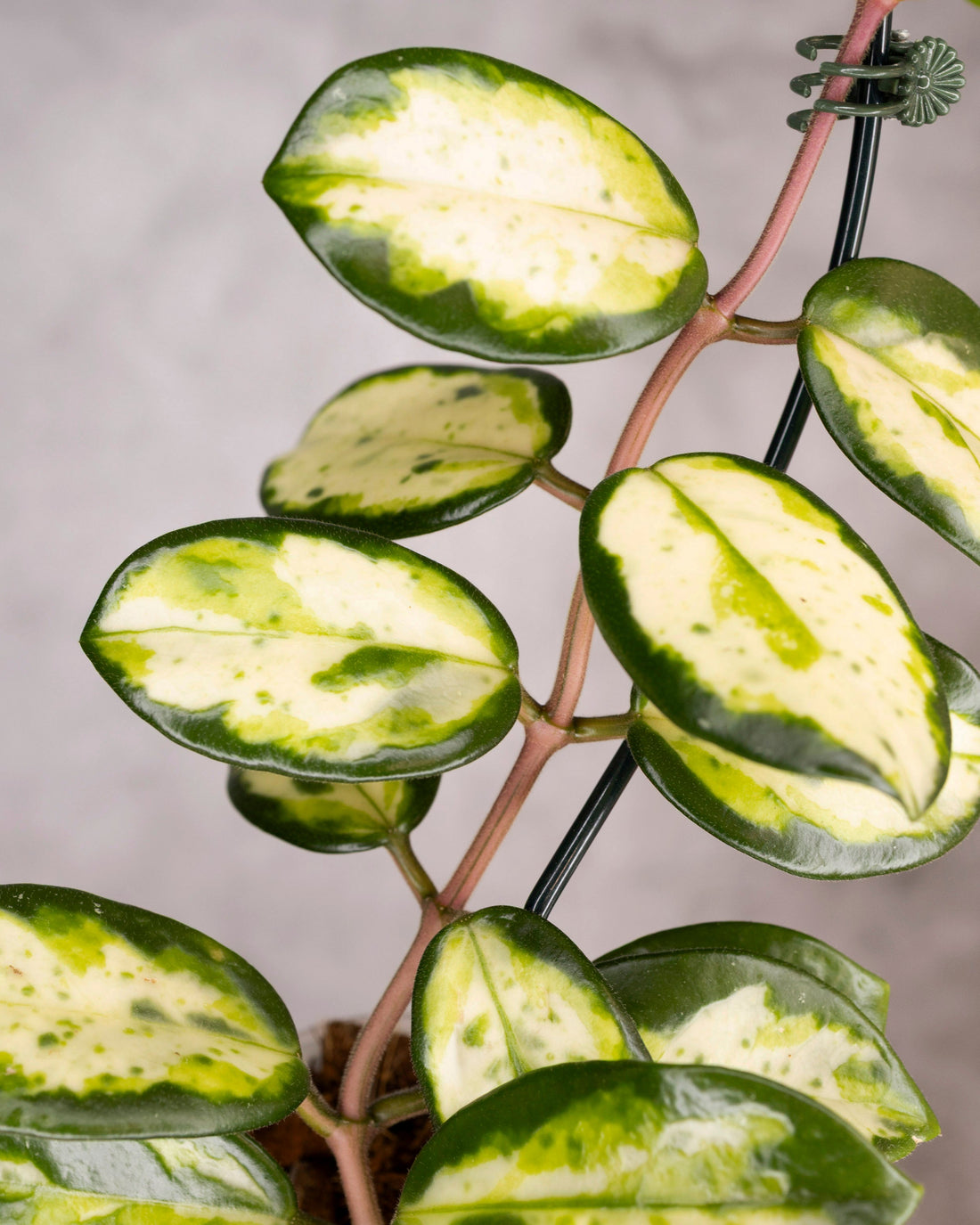 Hoya Carnosa Madara Green Edge