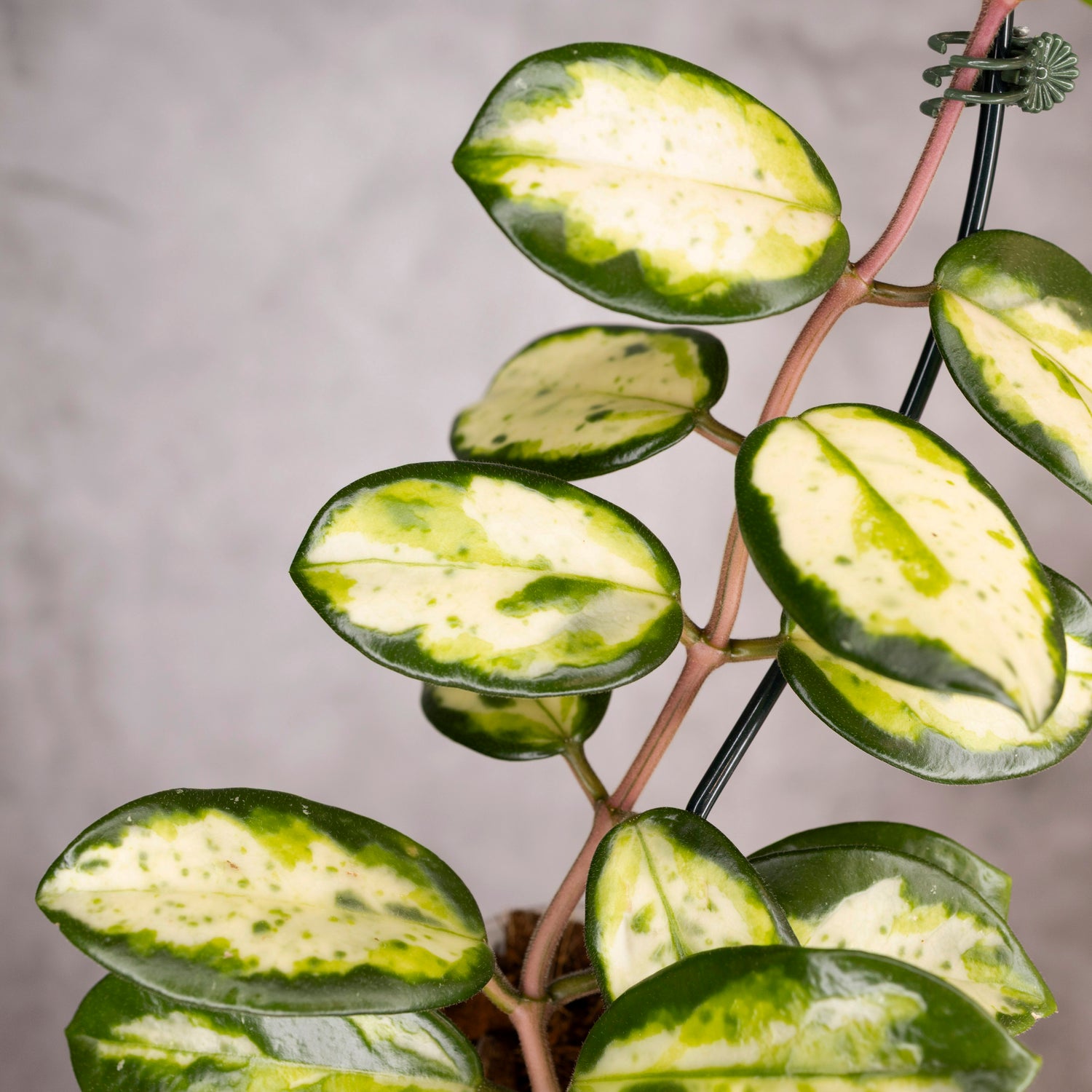 Hoya Carnosa Madara Green Edge