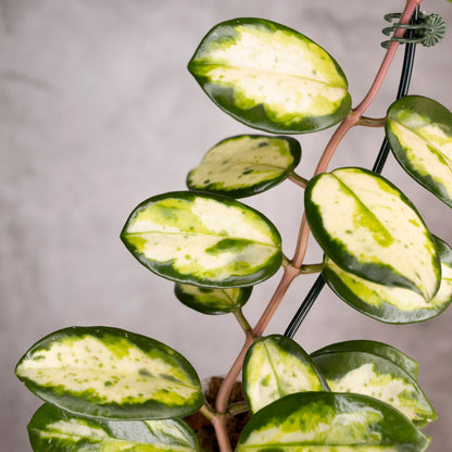Hoya Carnosa Madara Green Edge