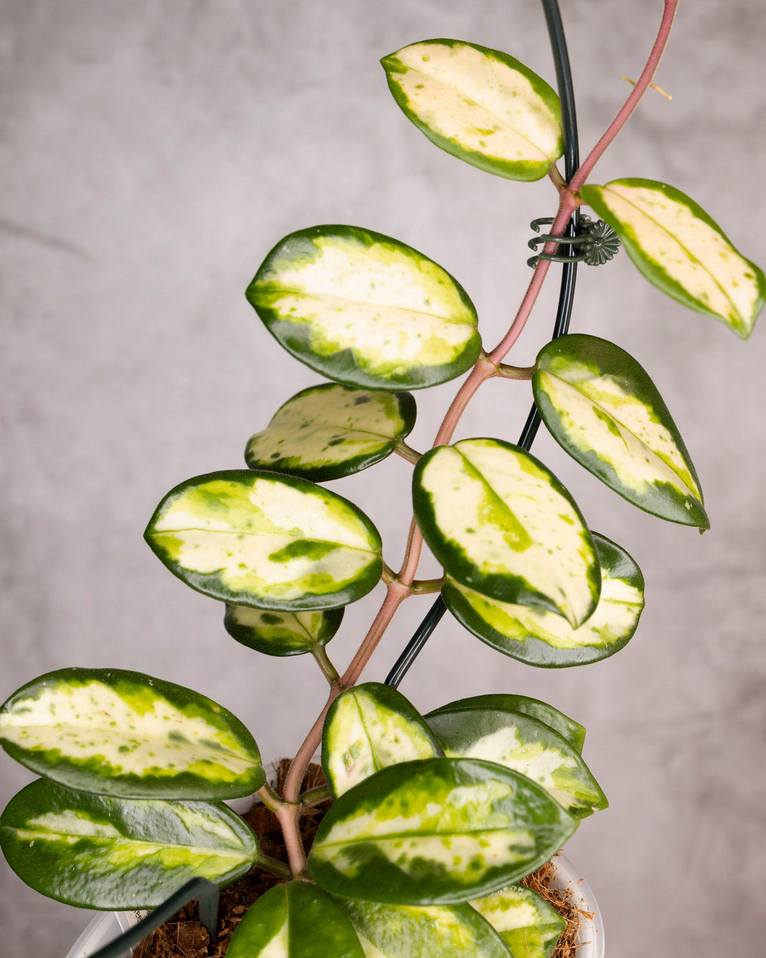 Hoya Carnosa Madara Green Edge