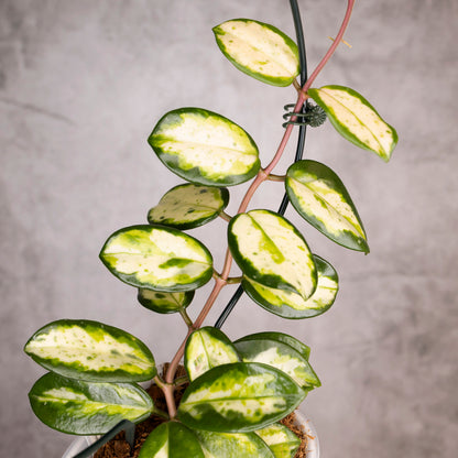 Hoya Carnosa Madara Green Edge