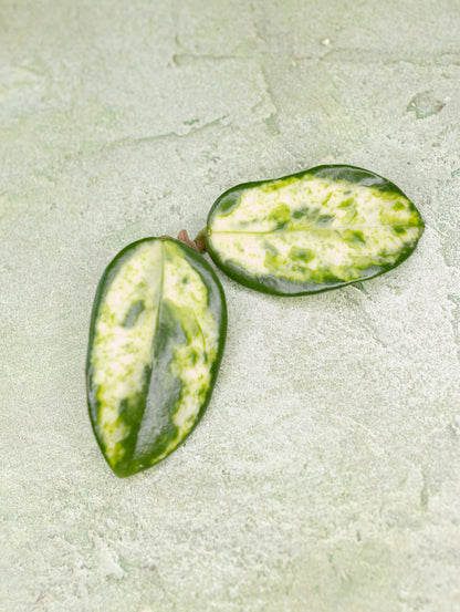 Hoya Carnosa Madara Green Edge