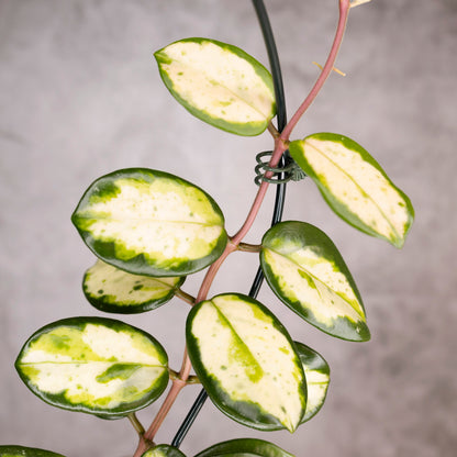 Hoya Carnosa Madara Green Edge