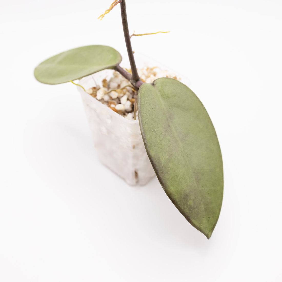 Hoya Carnosa Silver Dollar