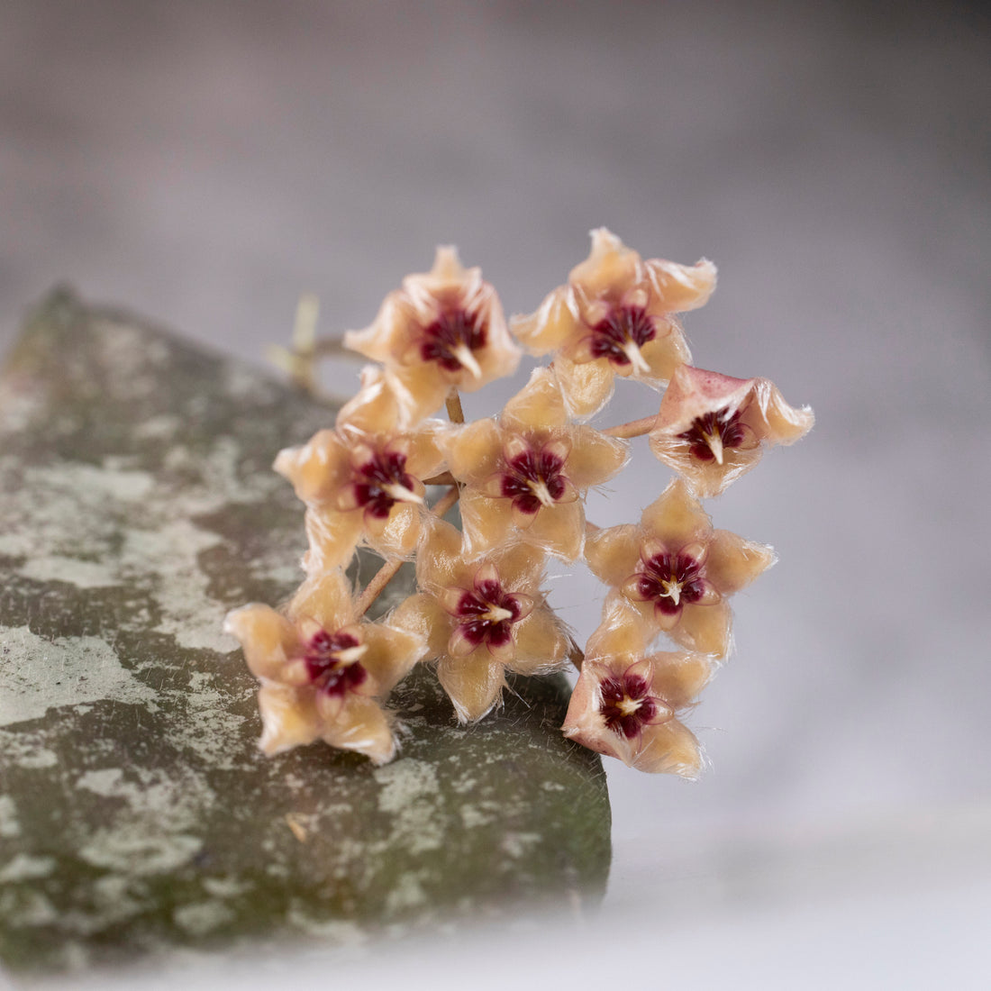 Hoya Caudata Gold Blooms