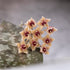 Hoya Caudata Gold Blooms