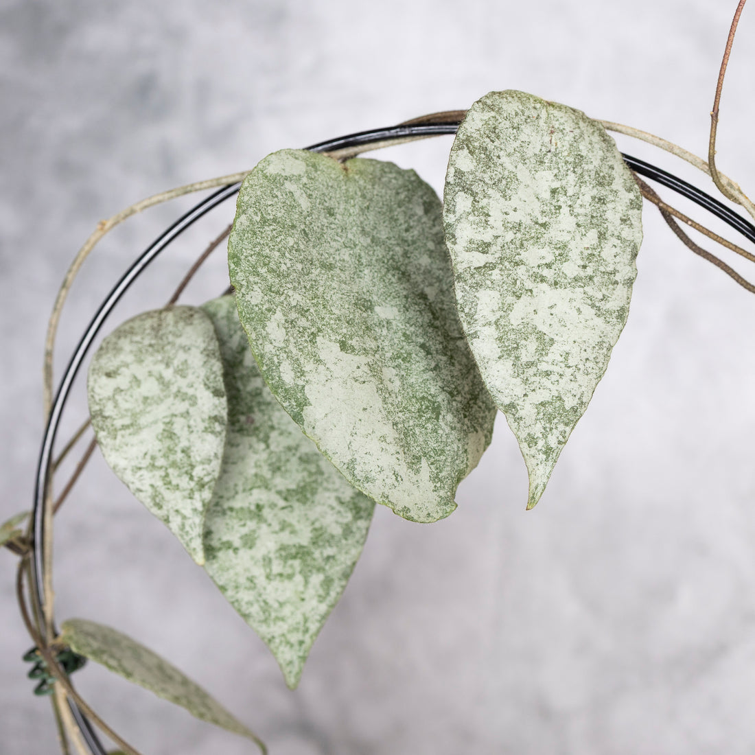 Close-up of textured silvery leaves on a blurred background, Hoya Caudata Silver