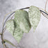 Close-up of textured silvery leaves on a blurred background, Hoya Caudata Silver