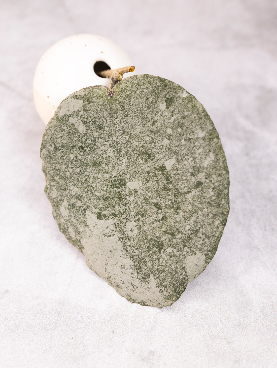 Hoya caudata (silver)
