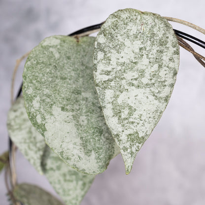 Hoya Caudata Silver