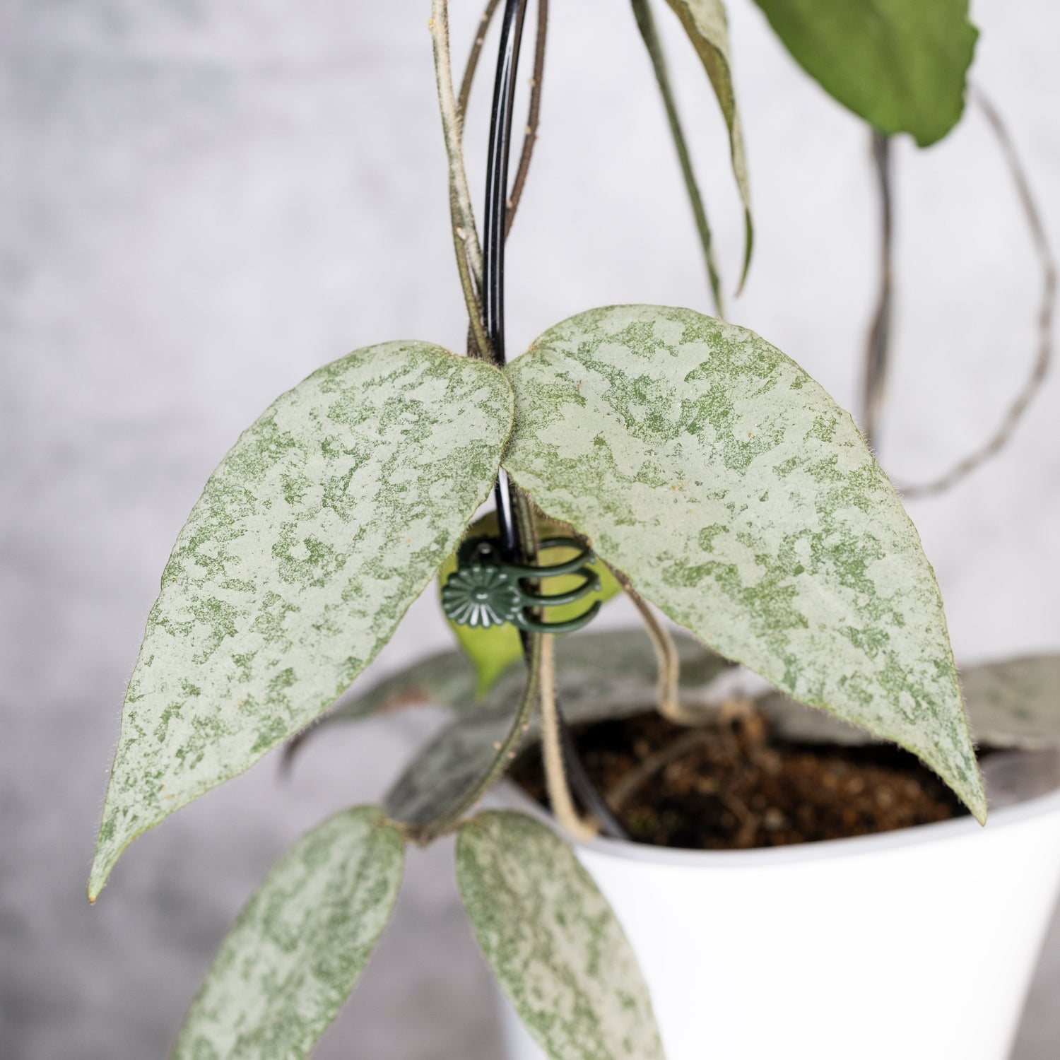 Hoya Caudata Silver