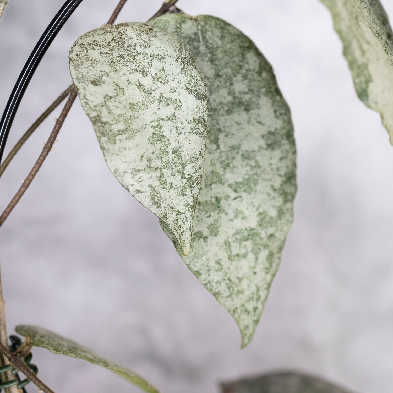 Hoya Caudata Silver
