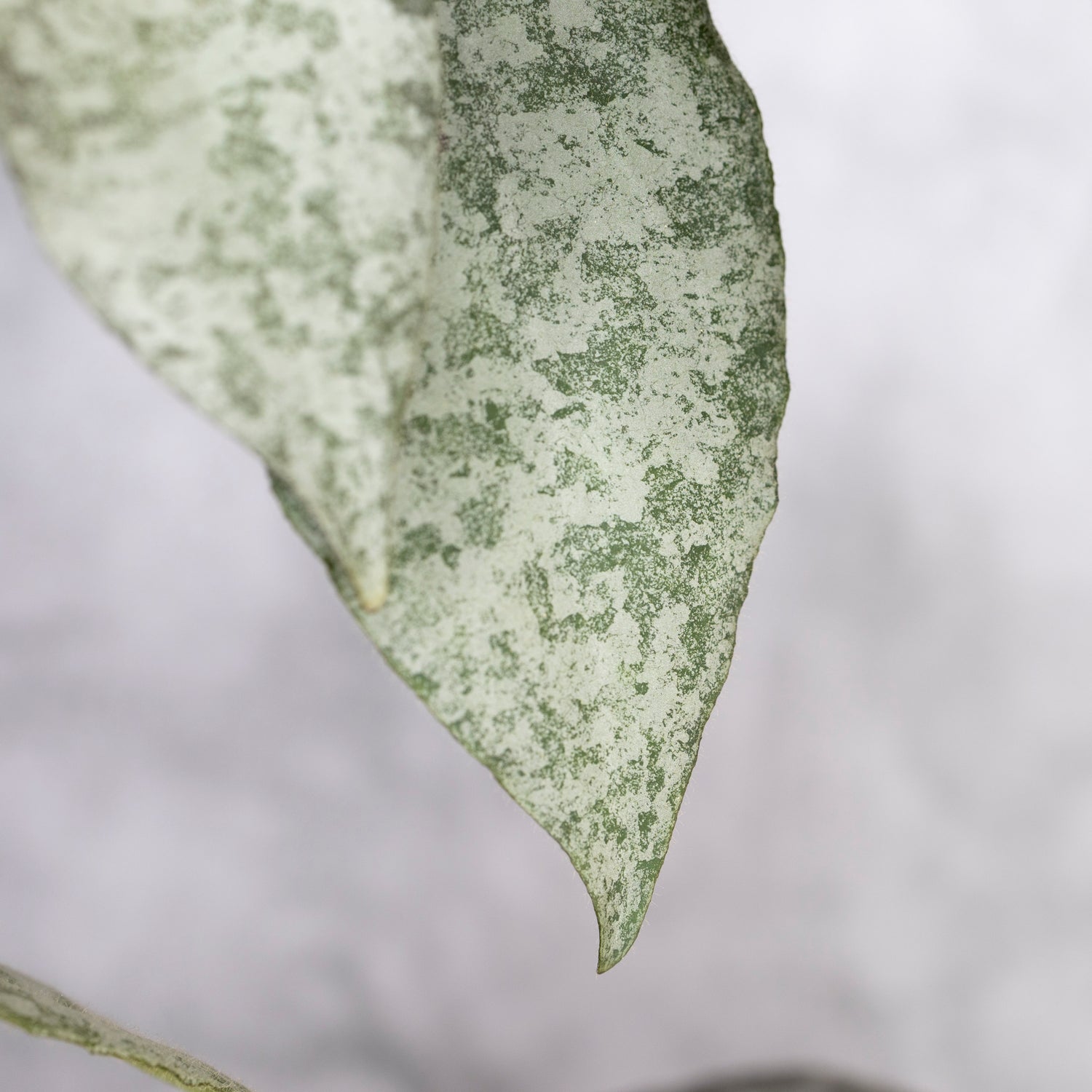 Close-up of a silvery leaf with a white background, Hoya Caudata Silver