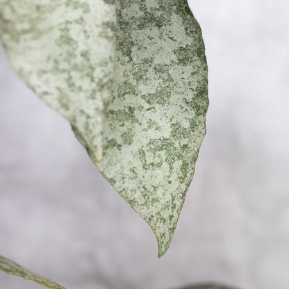 Close-up of a silvery leaf with a white background, Hoya Caudata Silver