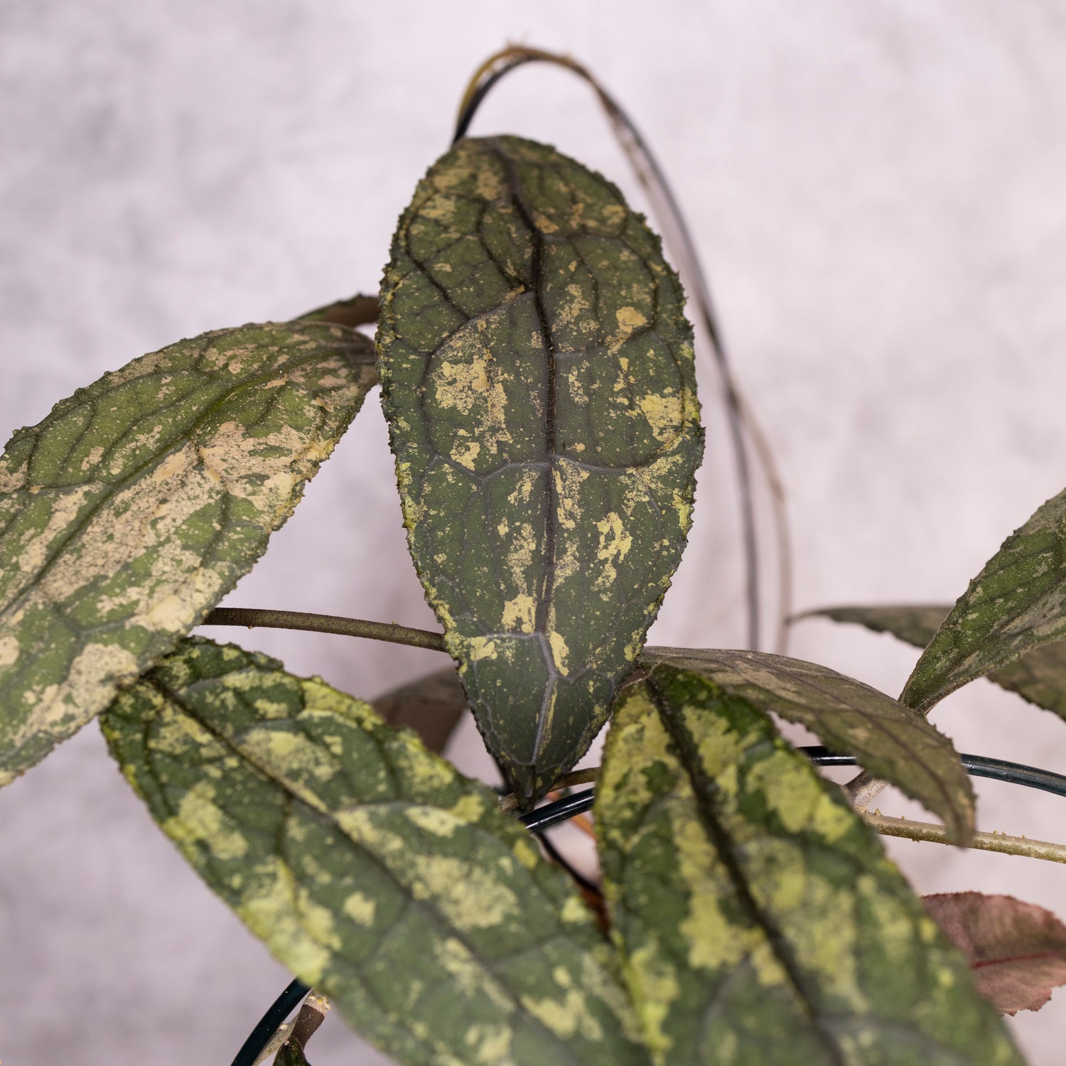 Hoya Clemensiorum sp Sumatra Splash, Close-up of green leaves with a blurred background