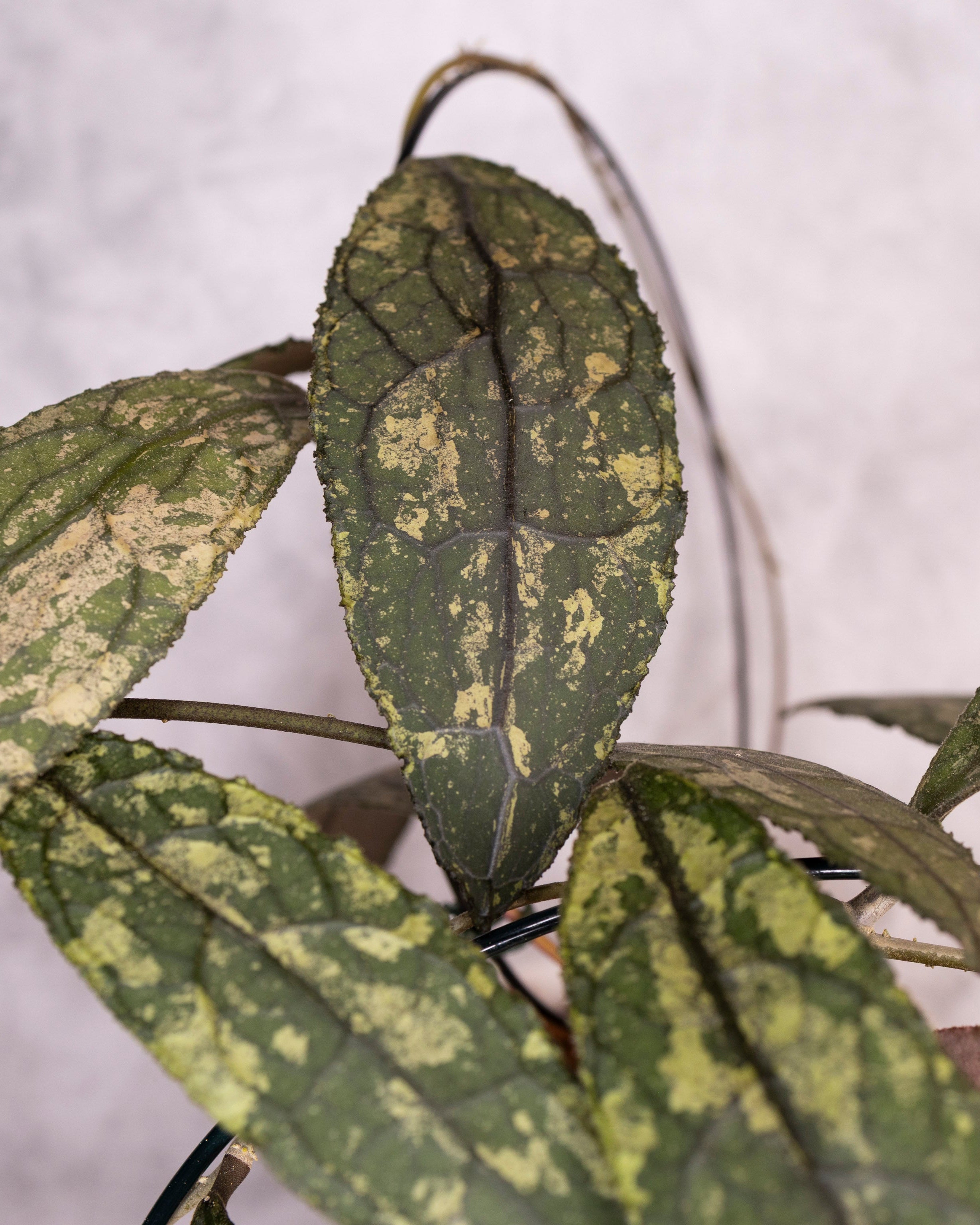 Hoya Clemensiorum sp Sumatra Splash, Close-up of green leaves with a blurred background