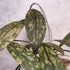 Hoya Clemensiorum sp Sumatra Splash, Close-up of green leaves with a blurred background