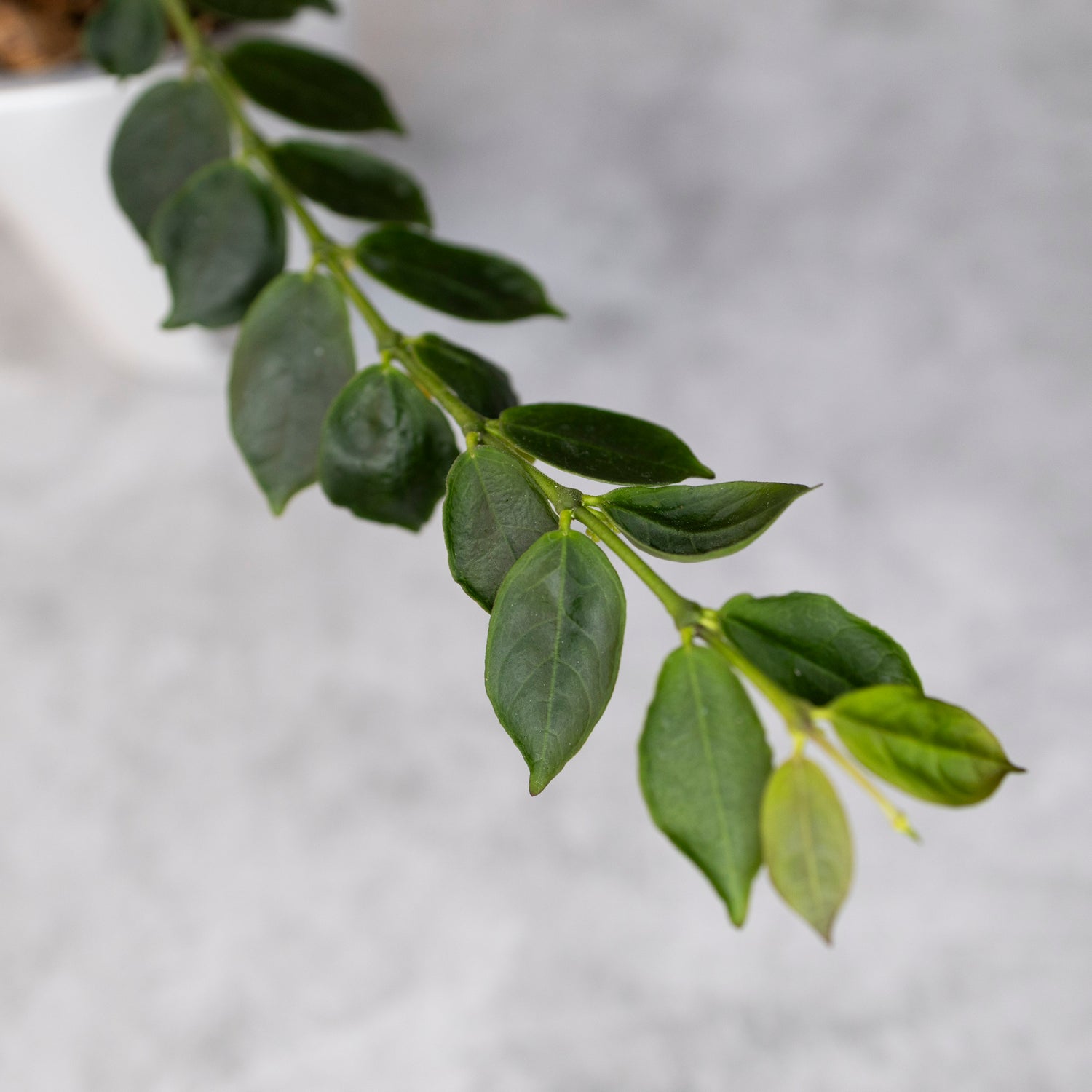Close-up of a branch with green leaves on a blurred gray background