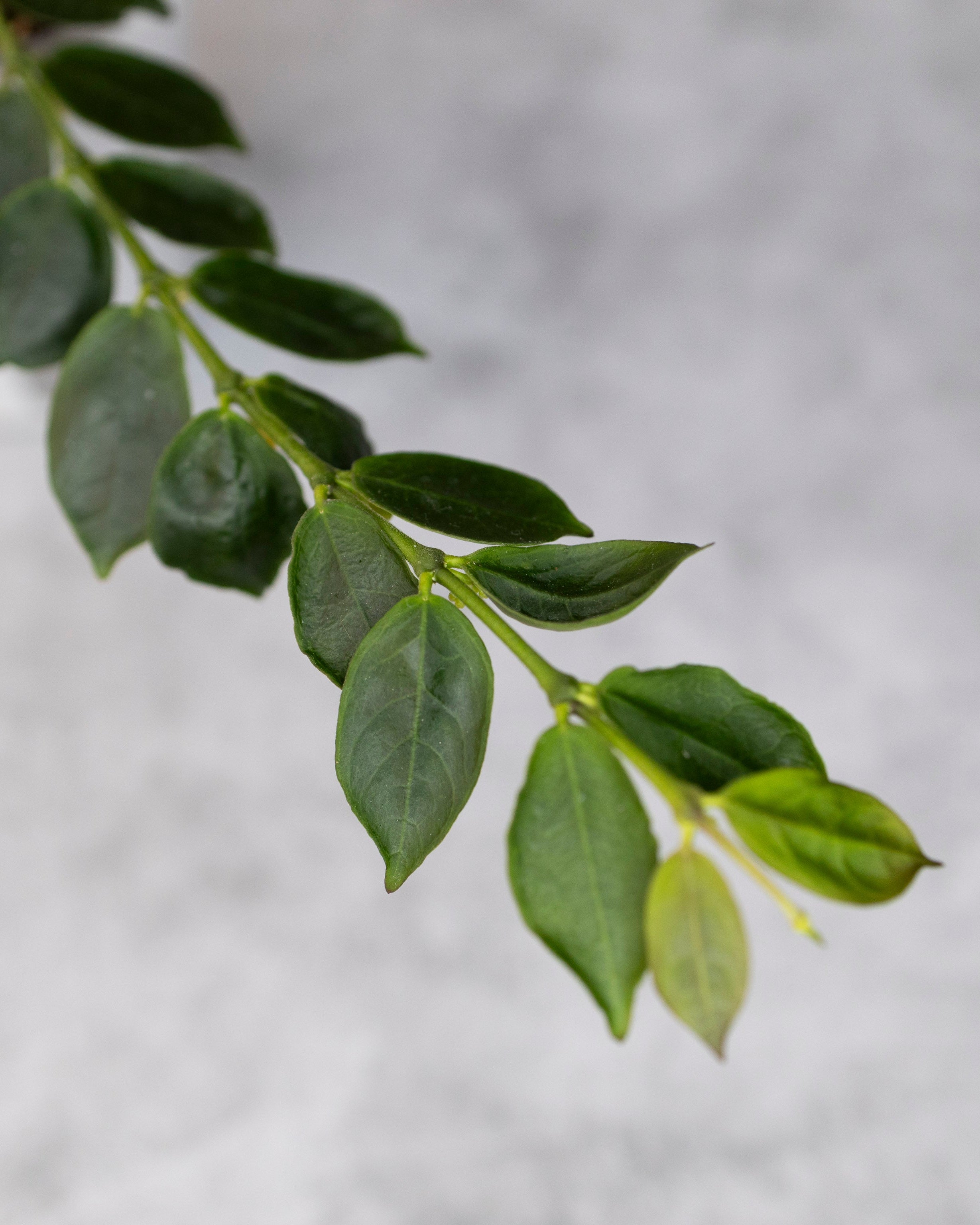 Close-up of a branch with green leaves on a blurred gray background