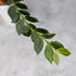 Close-up of a branch with green leaves on a blurred gray background