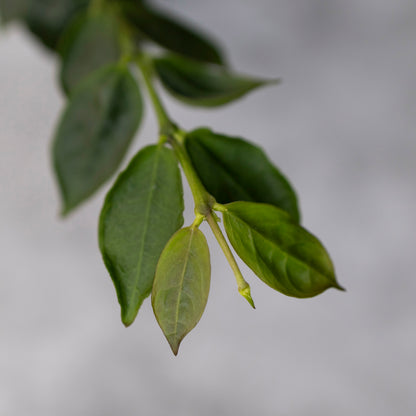 Close-up of green leaves on a blurred gray background